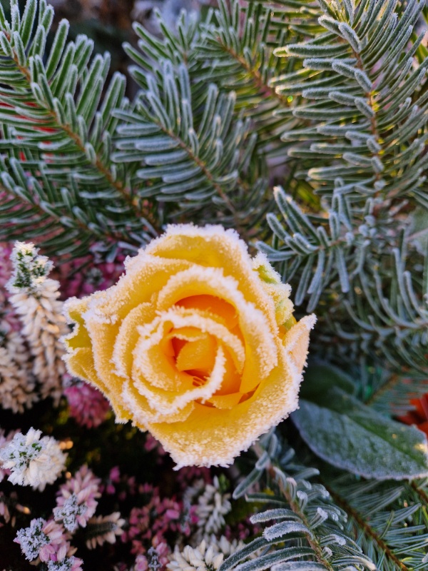 Profilbild von Christel Schumann