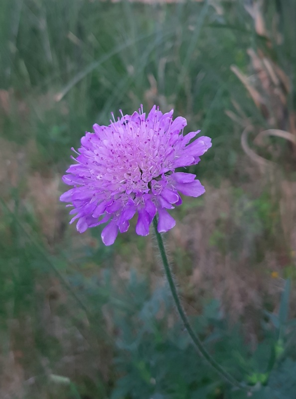 Profilbild von Dorothea Brunner