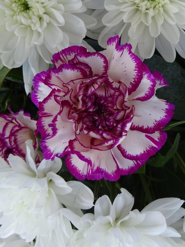 Profilbild von Gisela Höhn