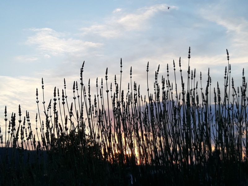 Profilbild von Helga Linse