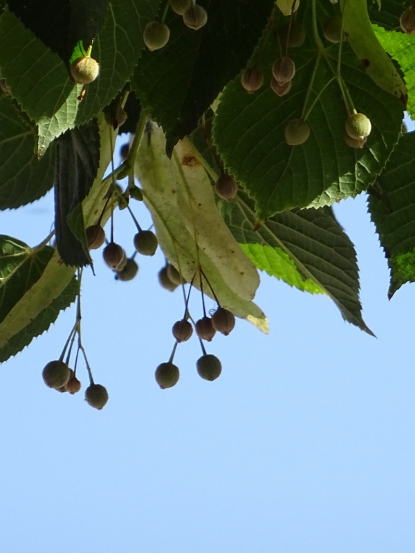 Profilbild von Monika Rüll