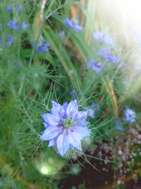 Profilbild von Renate Pfeifer