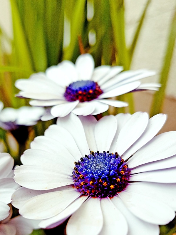 Profilbild von Renate Saalfeld