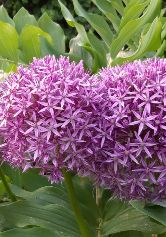 Profilbild von Thea Neubert